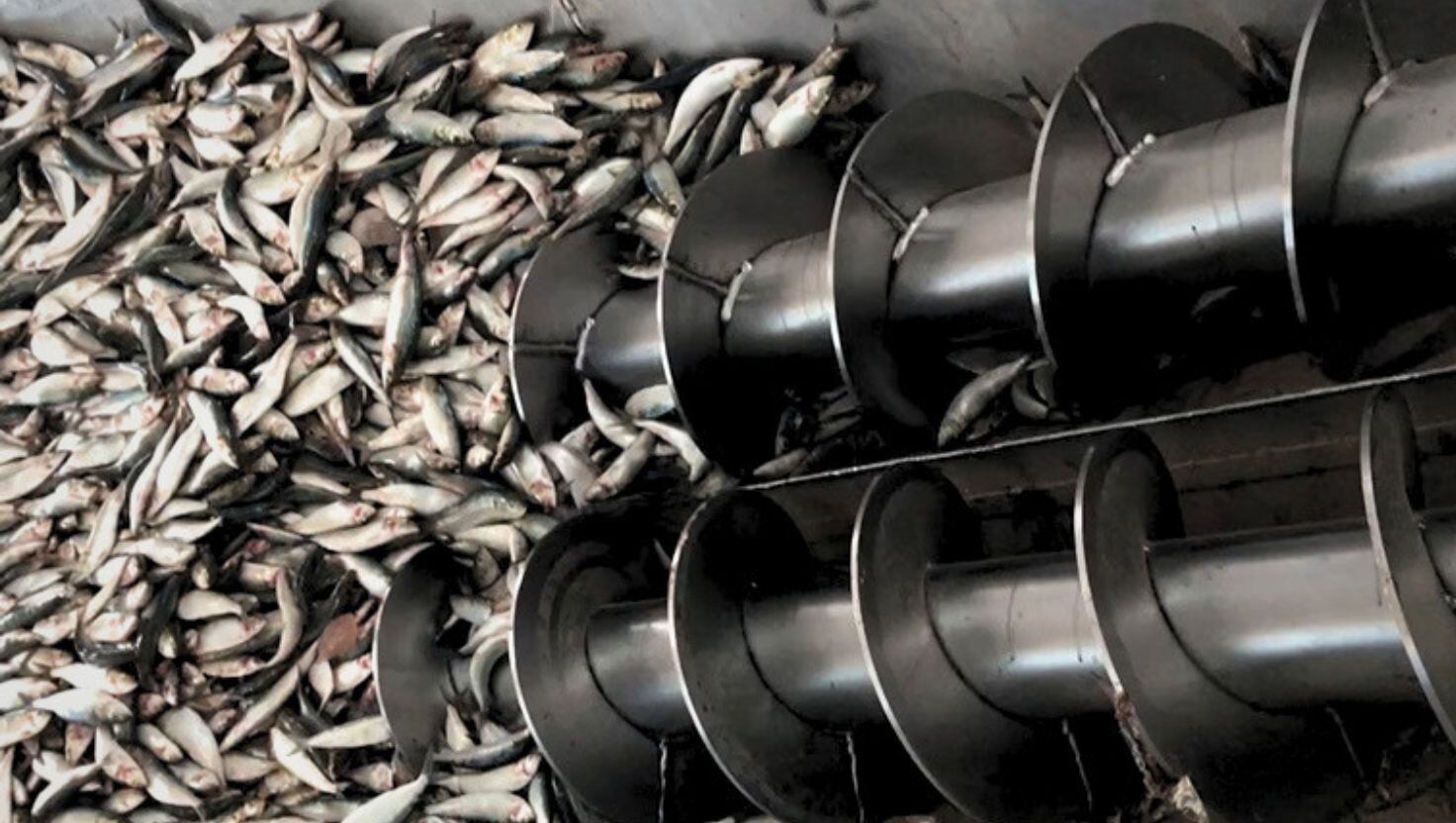 Cambio en el pesaje pesquero: Perú ordena revisar 124 balanzas anchoveteras de hasta 100 mil kilos, ¿por qué?