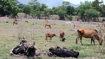 Un grupo de vacas y terneros marrones pastan en un campo. Hay árboles, un cerco, montañas y troncos quemados