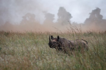 El rinoceronte negro, la más pequeña de las especies africanas, cumple un papel ecológico en la dispersión de semillas y el equilibrio de los ecosistemas de sabana y matorral (EFE/ Dai Kurokawa/Archivo)