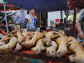 El consumo de perro solo