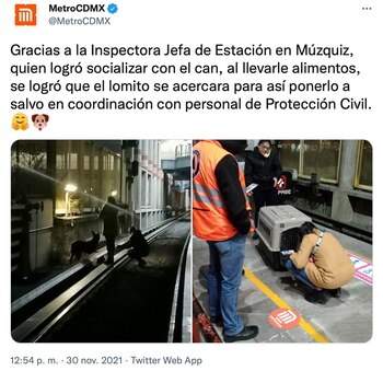 Se encontró a un perro
