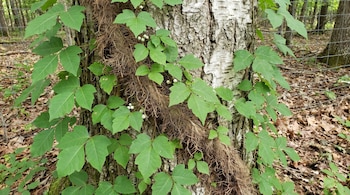 Enredadera de hiedra venenosa con hojas verdes y racimos de bayas blancas, creciendo sobre el tronco de un árbol con corteza rugosa. Fondo de bosque y valla.