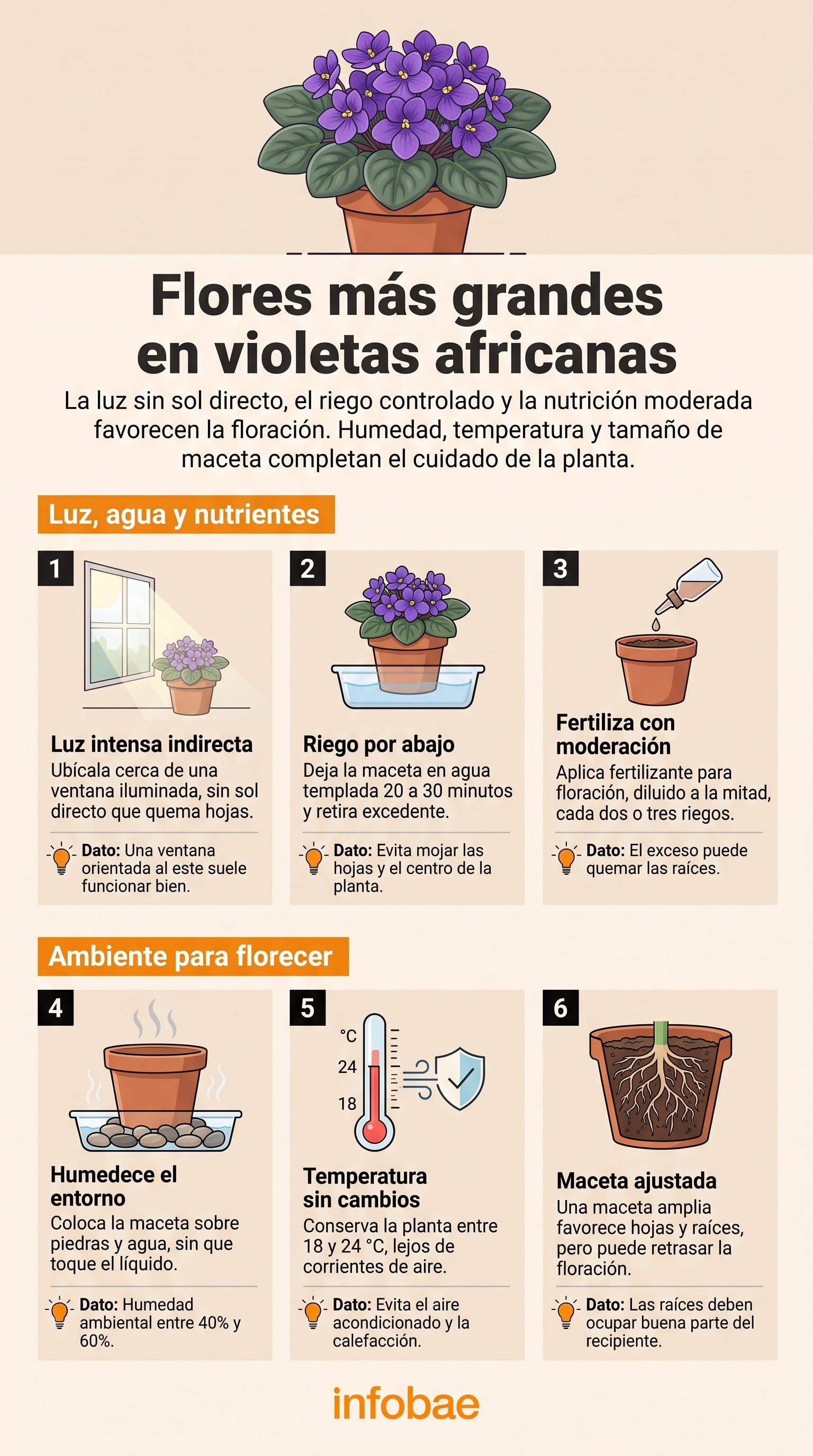 Una infografía de Infobae detalla las pautas de luz, riego, fertilización, humedad, temperatura y maceta necesarias para optimizar la floración de la violeta africana. (Imagen Ilustrativa Infobae)