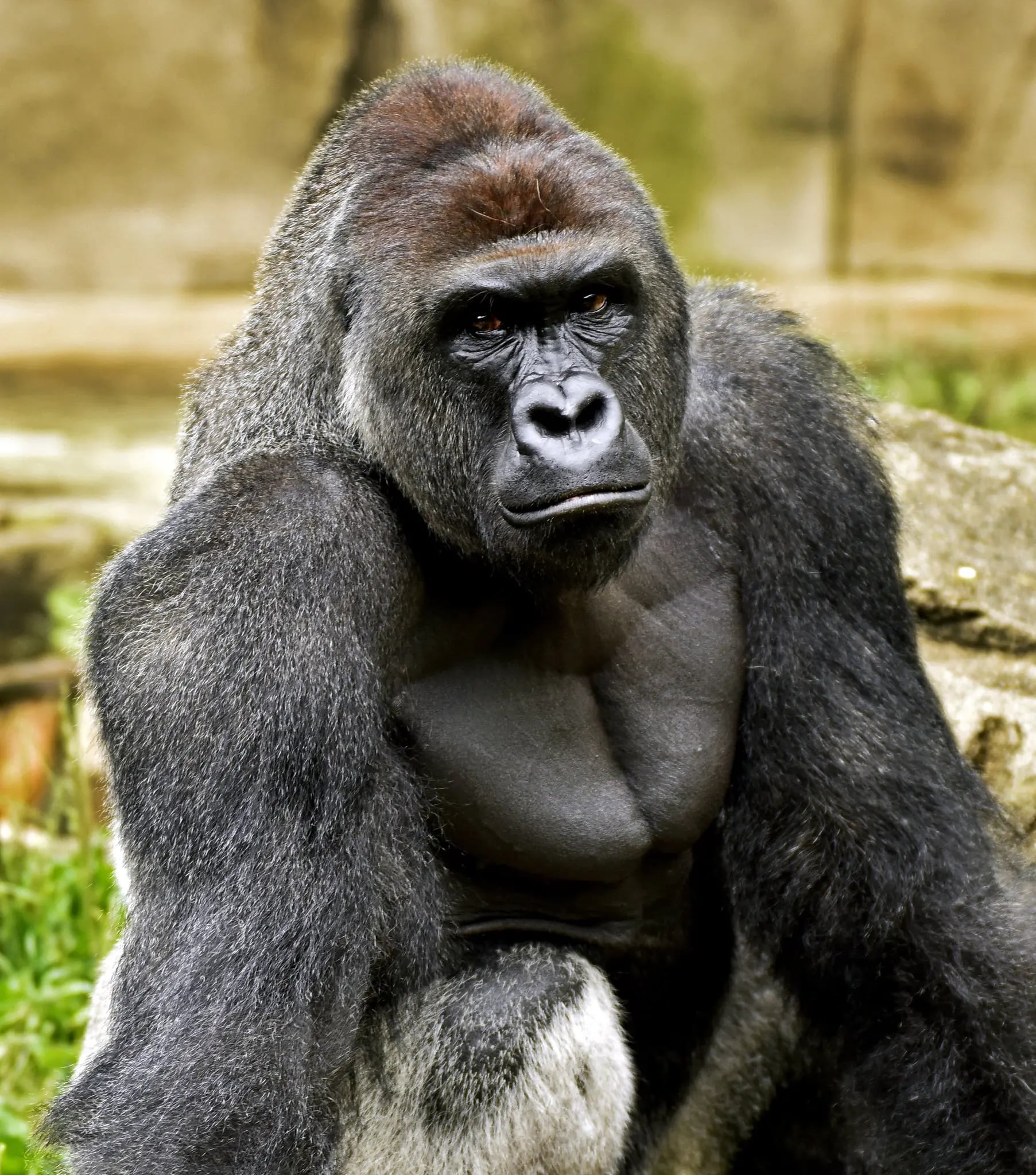Tenía 16 años y su muerte abrió el debate de la relación con las vidas en cautiverio (Jeff McCurry / Cincinnati Zoo and Botanical Garden)