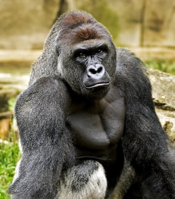 Harambe asesinado por rescatar a un niño