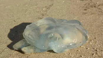 Las medusas llegaron a las