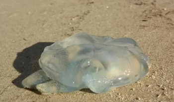 Guardavidas de Punta Mogotes advierten