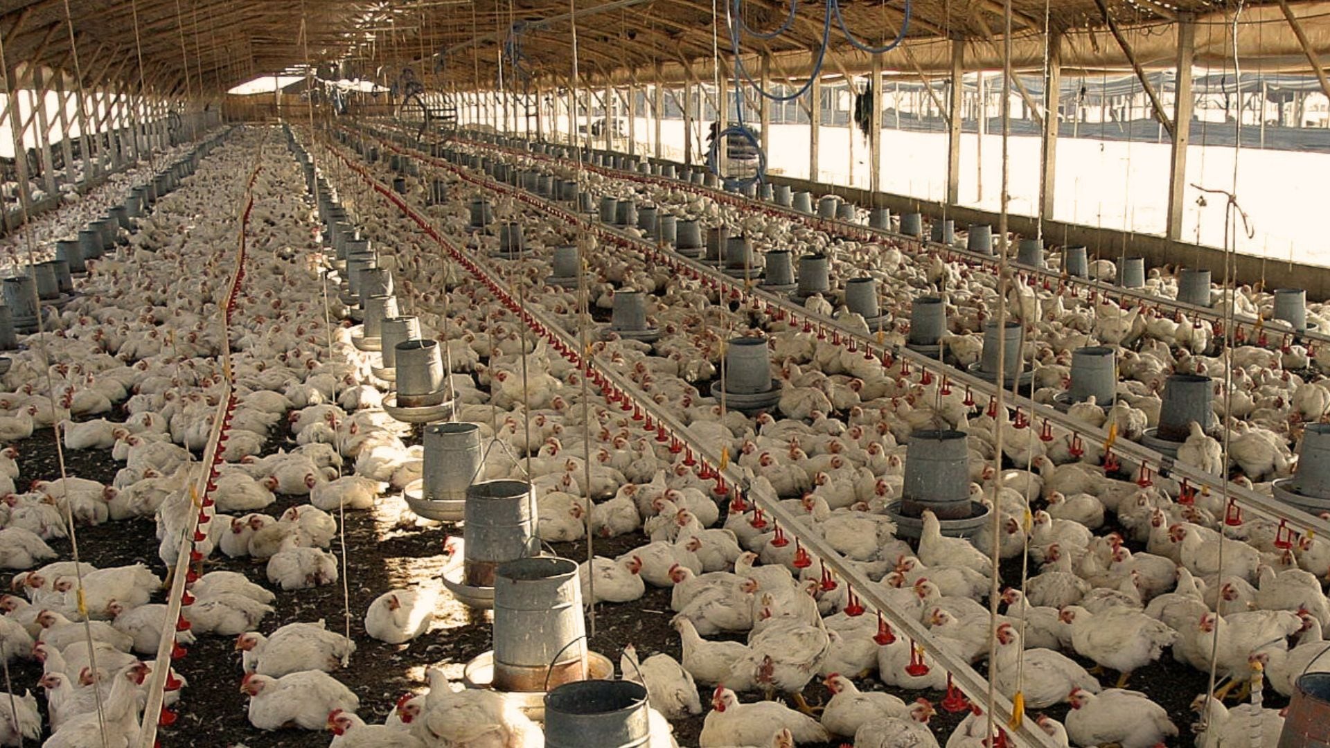 La modernización de la industria y la coordinación entre productores y autoridades impulsan la recuperación del sector avícola en el país. - Crédito Andina