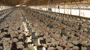 La modernización de la industria