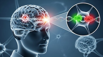 Descubrieron cómo las neuronas activan un escudo protector para resistir lesiones y situaciones de estrés