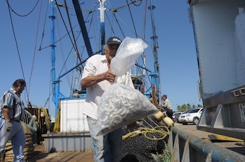 El contrabando de camarón causa