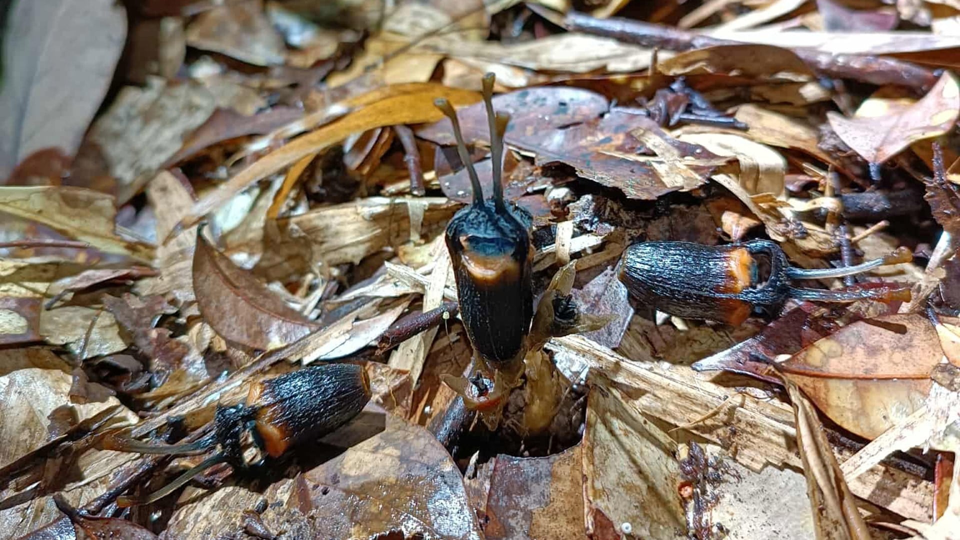 El hallazgo de Thismia daemona ocurrió en un ambiente inusual para el género Thismia, a casi 1.000 metros de altitud y en una zona estacionalmente seca de Tailandia (Sahut Chantanaorrapint)