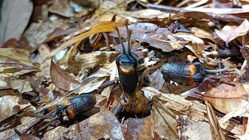 Encuentran una nueva “flor del diablo” en Tailandia: las particulares razones detrás de su nombre