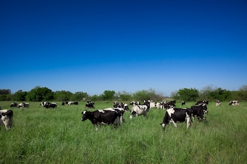La producción lechera argentina logró