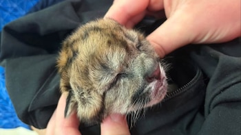 Atropellaron y mataron a una puma embarazada en el Parque Nahuel Huapi: un cachorro logró sobrevivir