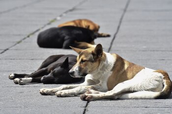 TOLUCA, ESTADO DE MÉXICO, 26JULIO2019.- El 27 de julio se celebra el Día Internacional del Perro Callejero, a pesar de que existen diversas campañas de adopción para disminuir el número de perros en las calles y programas para concientizar a la población sobre el cuidado de las mascotas, los animales que se encuentran en condición de calle sufren hambre, frío, maltrato y diversas enfermedades. FOTO: CRISANTA ESPINOSA AGUILAR /CUARTOSCURO.COM