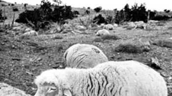 El misterioso caso de las 6.000 ovejas que aparecieron muertas en un rancho y el experimento militar secreto que desató el desastre