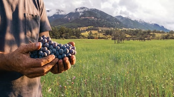 Un hombre de torso visible sostiene un racimo de uvas oscuras, un campo verde, árboles dispersos y montañas nubladas al fondo.