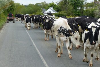 Un ganado de vacas pasea