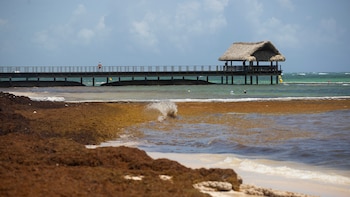 Qué es el sargazo y