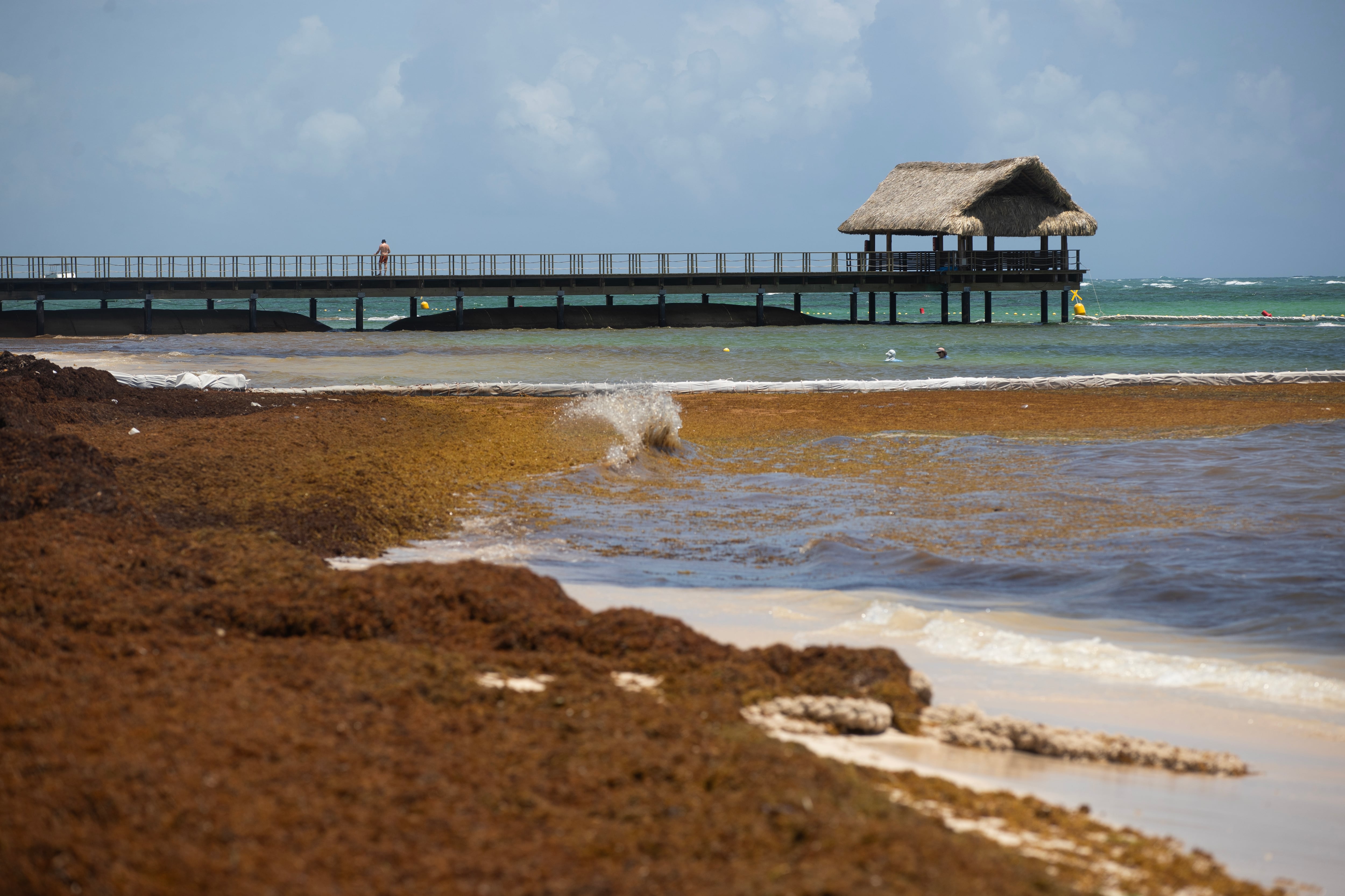 Fotografía de archivo de sargazo acumulado en una playa en Punta Cana (República Dominicana). EFE/Orlando Barría