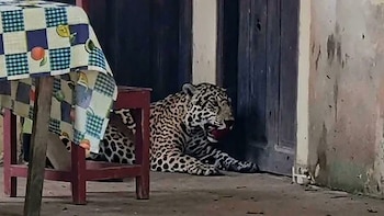 Bolivia investiga por biocidio la muerte de un jaguar y pide detención preventiva contra el acusado