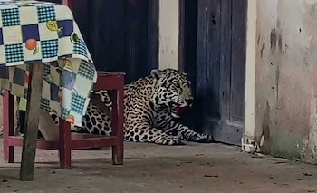 Jaguar moteado recostado en el suelo, parcialmente detrás de una mesa de madera roja con mantel a cuadros blancos, azules y amarillos, y puertas de madera oscura
