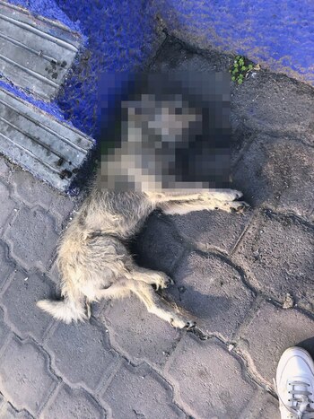 Wuien atente contra la salud