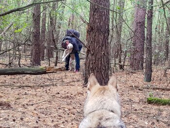 ARCHIVO - Un perro rastreador