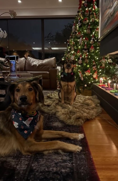 Alejandra Giraldo dedicó decoración de Navidad a sus mascotas - crédito @alejandragiraldop/IG