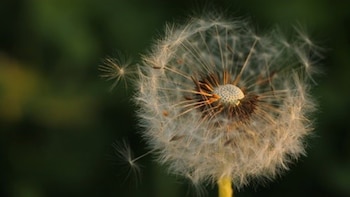 El microbioma de las semillas