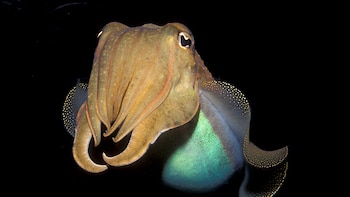 Los mamíferos que envejecen, especialmente