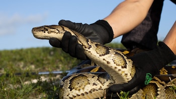Pitones birmanas invasoras bajo la lupa: científicos extraen huevos para salvar el ecosistema de los Everglades en Florida