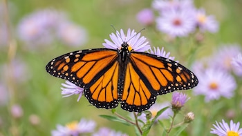 El cambio climático altera la distribución de las mariposas en todo el mundo