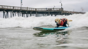 Un perro de pelaje claro con chaleco salvavidas rojo y negro se desliza sobre una tabla de surf azul en una ola. Un muelle de madera está al fondo