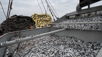 Exportaciones pesqueras alcanzan USD 1.214 millones en el primer trimestre impulsadas por certificaciones