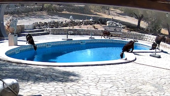 Un alemán propietario de una finca en Mallorca denuncia una invasión de cabras: “Beben de nuestra piscina e incluso saltan dentro para nadar”