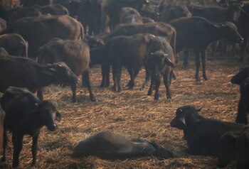 Monsó profundiza en el vínculo