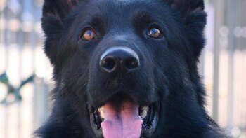 El can se involucró en