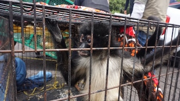 Tres cateos dejan como saldo el aseguramiento de animales exóticos, armamento y metanfetamina en Michoacán