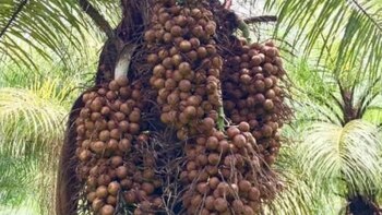 La idea es replicar el cultivo de esta palmera en el contexto de lo que llaman bosques energéticos(Revista Chacra)