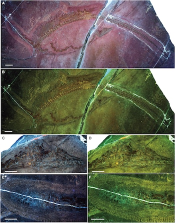 Seis paneles de un fósil de vertebrado marino. Muestra esqueleto, costillas, cráneo, tejidos y barras de escala con diferentes iluminaciones