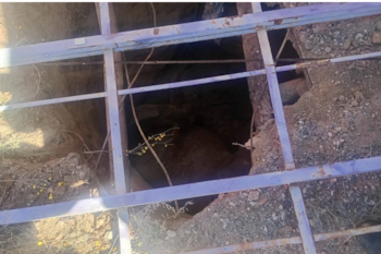 Brigadistas y bomberos se movilizan en el Parque Industrial tras recibir el aviso sobre el animal atrapado