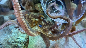 Un pulpo de piel marrón y ventosas rosadas manipula un contenedor de plástico transparente entre rocas de acuario