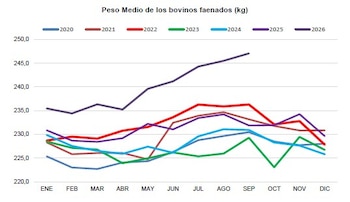 Gráfico de peso medio de los bovinos faenados