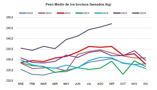 El crecimiento del promedio de peso de los animales faenados -247 kg-, tiene su correlato en el aumento del peso promedio de las carcasas, que entre enero y septiembre fue de 240 kg, con un aumentó de 3,8%, respecto de igual lapso de 2025 (Consorcio ABC)