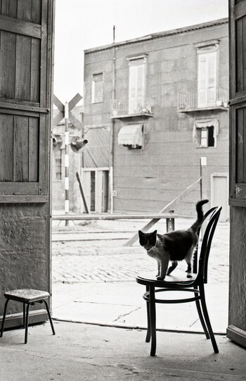 Gato, Carpintería en La Boca,