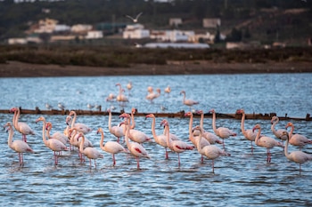 Paraje Natural de las Marismas de Isla Cristina