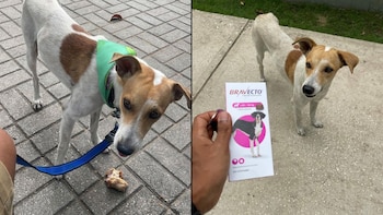 Firulais logra colarse a los