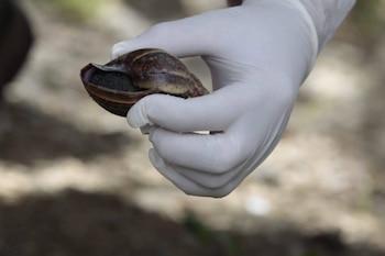 El contacto directo con el caracol gigante africano puede transmitir parásitos peligrosos, por lo que las autoridades insisten en no manipularlo sin protección y lavarse de inmediato si ocurre un accidente - crédito Área Metropolitana